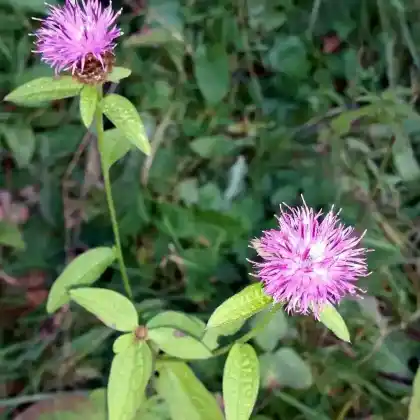 Foto von Schwarze Flockenblume (Centaurea nigra)