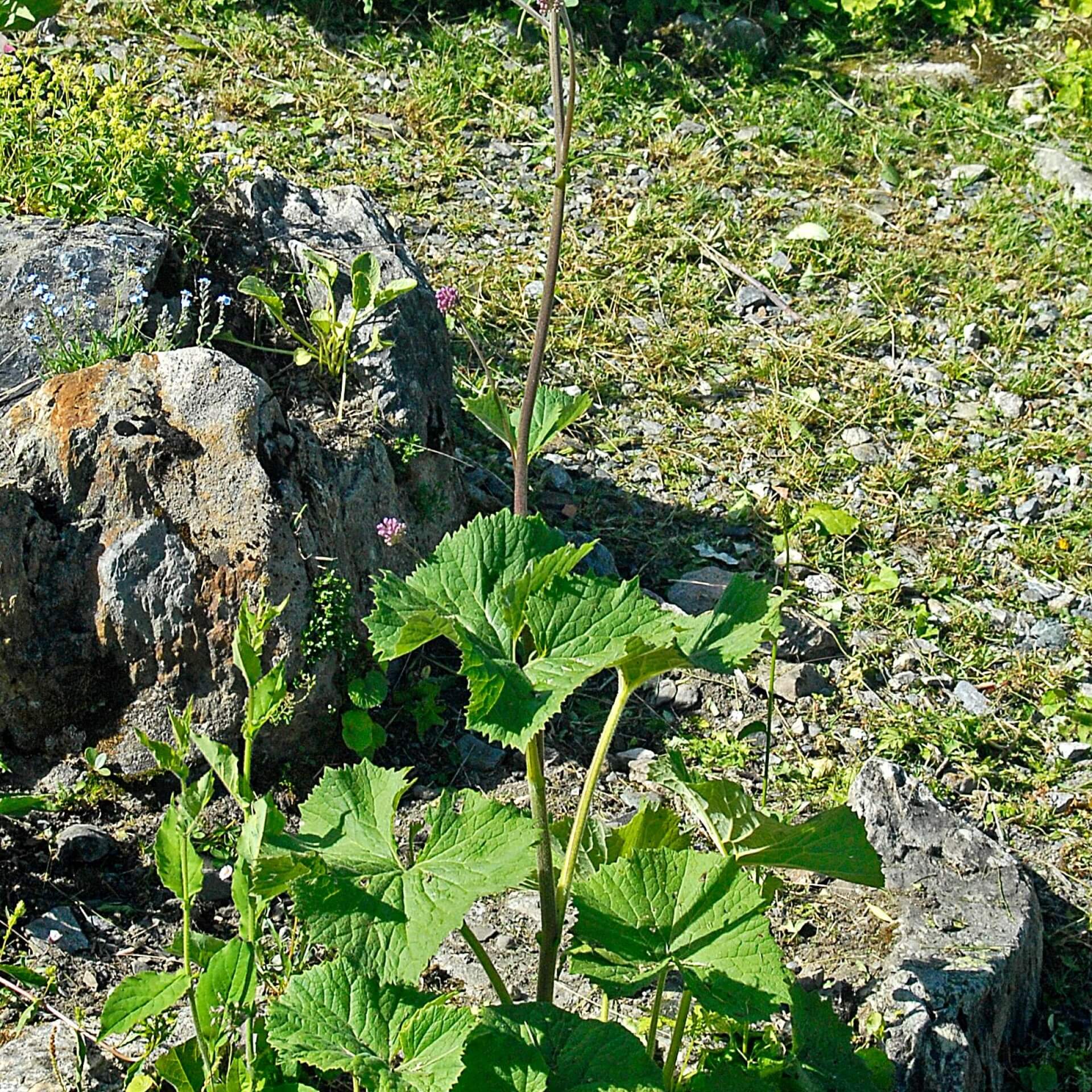 Grauer Alpendost (Adenostyles alliariae)