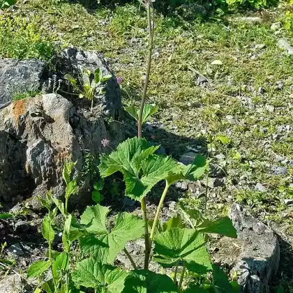 Foto von Grauer Alpendost (Adenostyles alliariae)