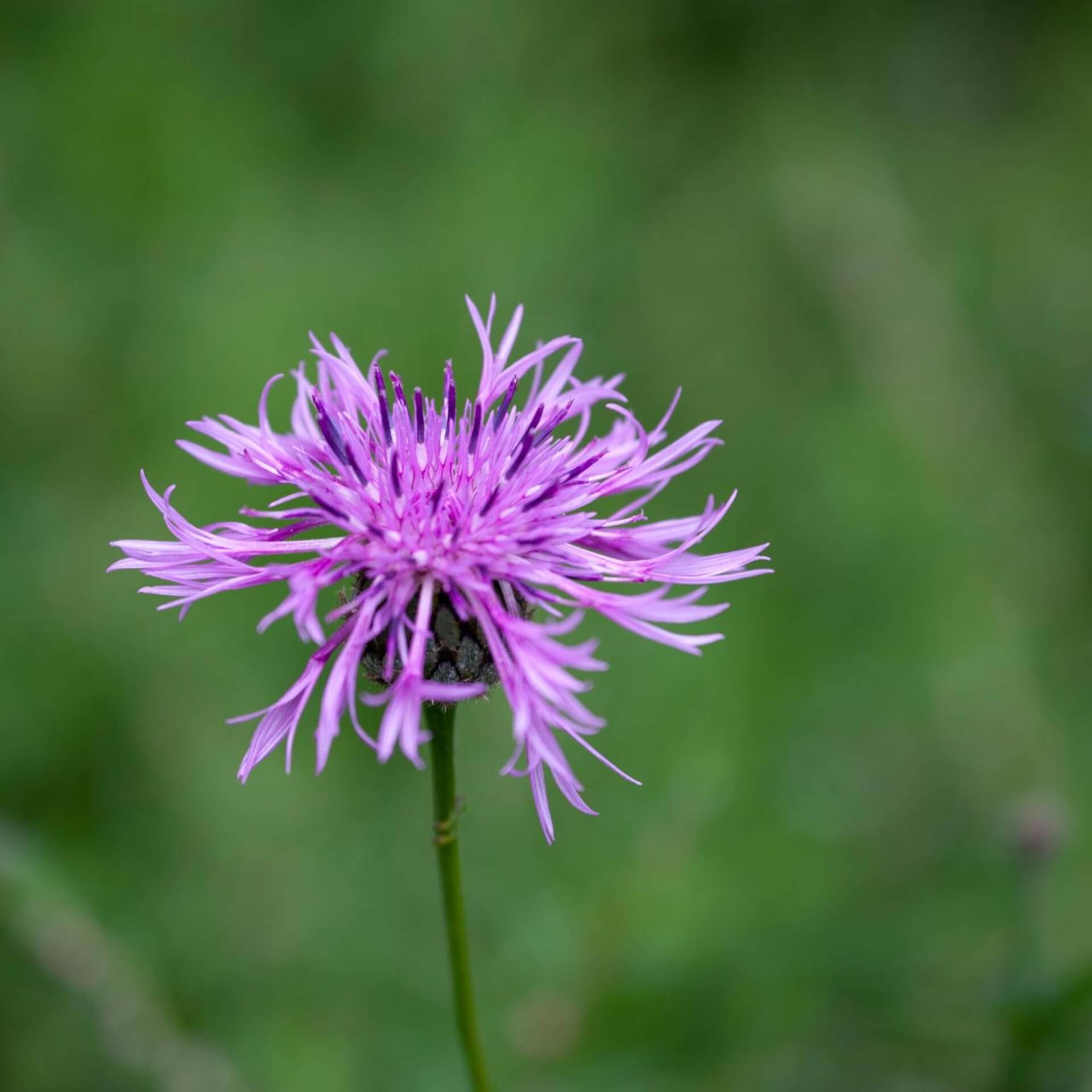 Schwärzliche Flockenblume (Centaurea nigrescens)