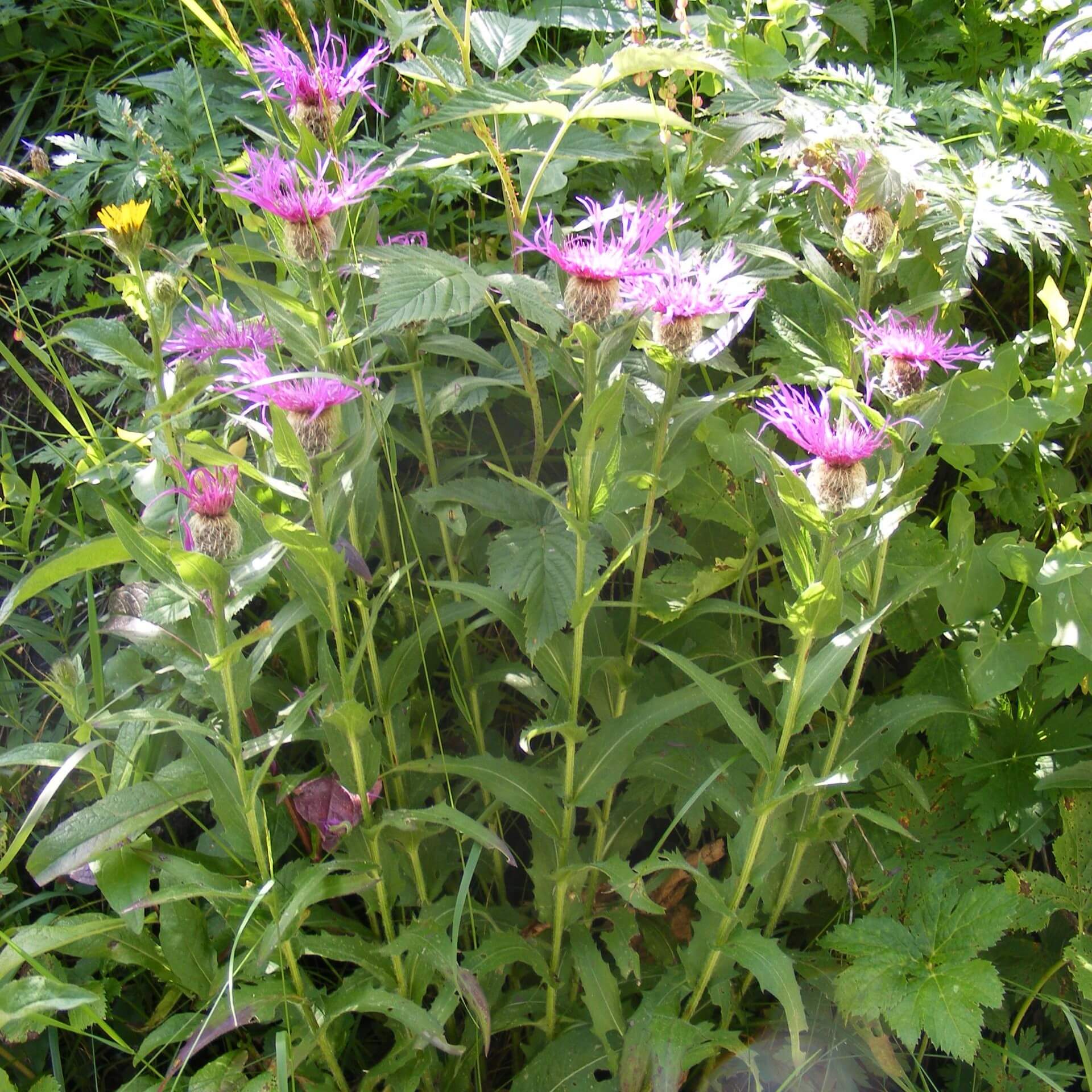 Perücken-Flockenblume (Centaurea pseudophrygia)