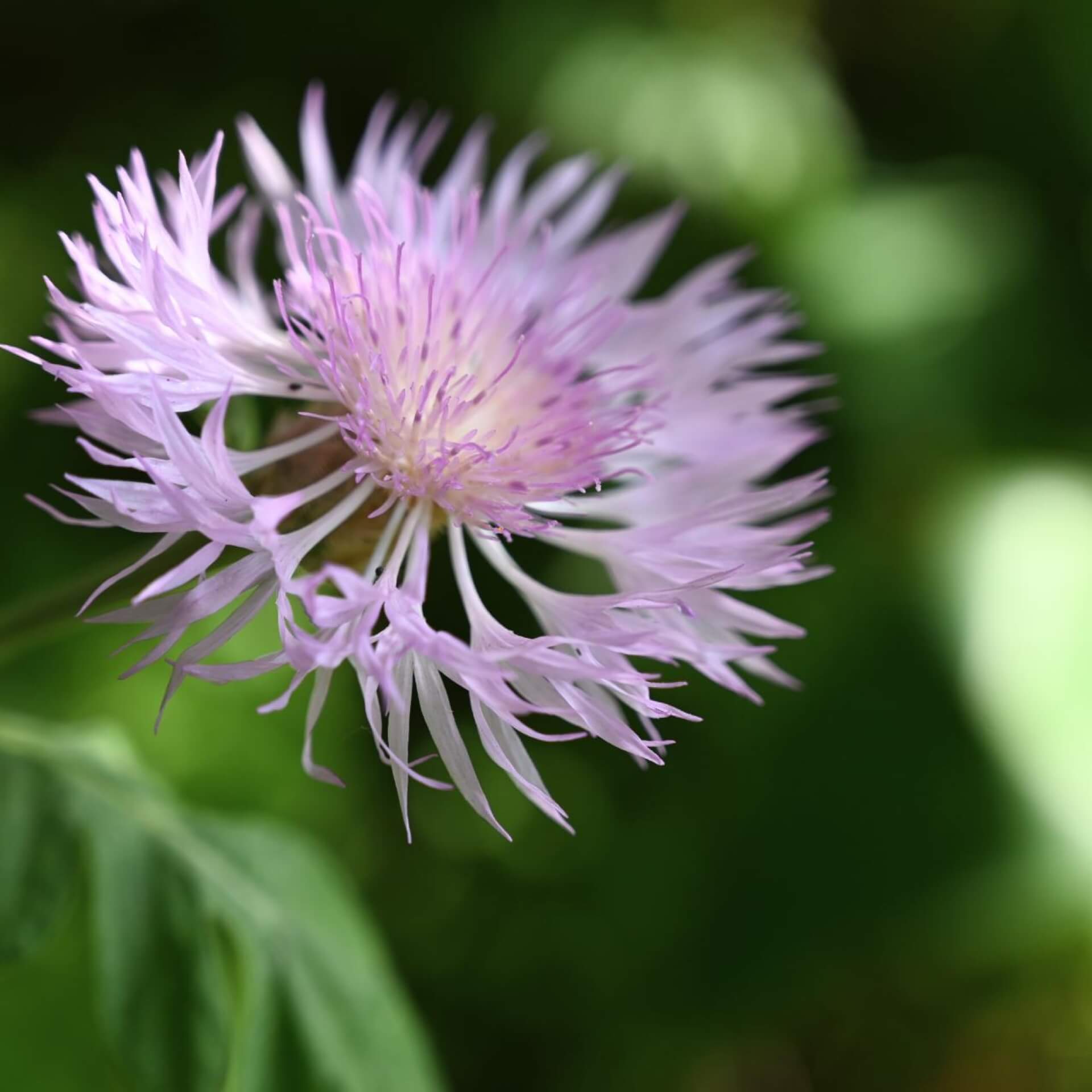 Silber-Flockenblume (Centaurea pulcherrima)