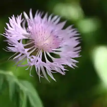 Foto von Silber-Flockenblume (Centaurea pulcherrima)