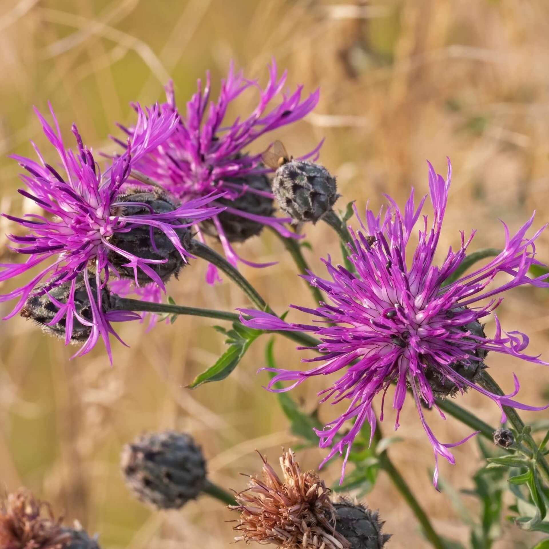 Skabiosen-Flockenblume (Centaurea scabiosa)