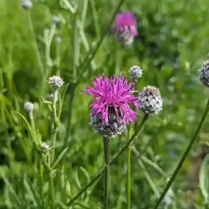 Foto von Skabiosen-Flockenblume (Centaurea scabiosa)