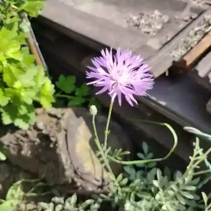 Foto von Einfache Kissen-Flockenblume (Centaurea simplicicaulis)