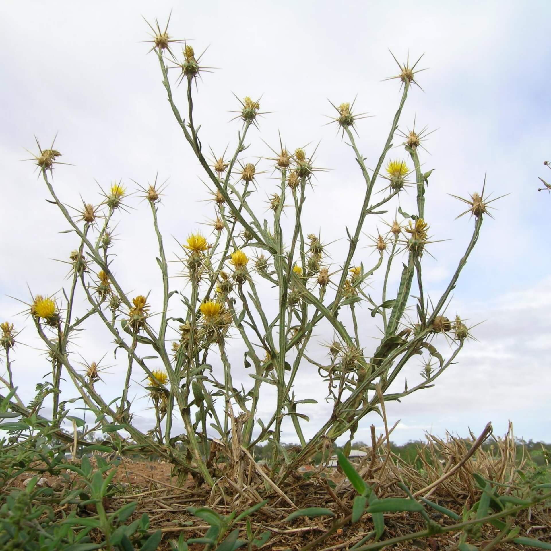 Sonnenwend-Flockenblume (Centaurea solstitialis)