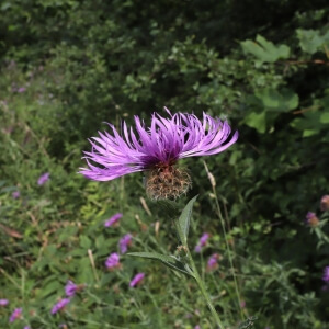 Centaurea stoebe
