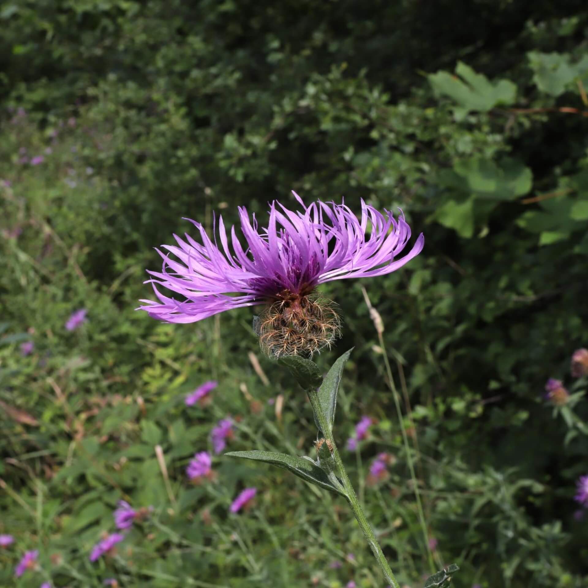 Rispen-Flockenblume (Centaurea stoebe)