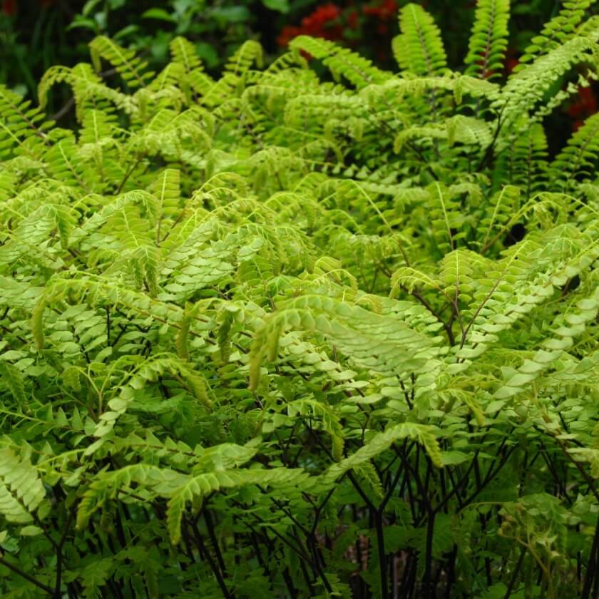 Frauenhaarfarn / Adiantum pedatum
