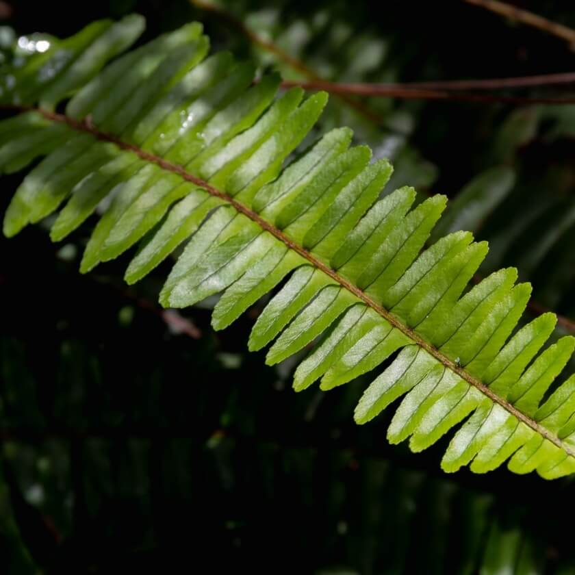 Frauenhaarfarn / Adiantum pedatum
