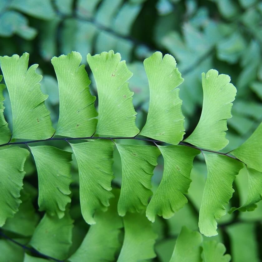 Frauenhaarfarn / Adiantum pedatum