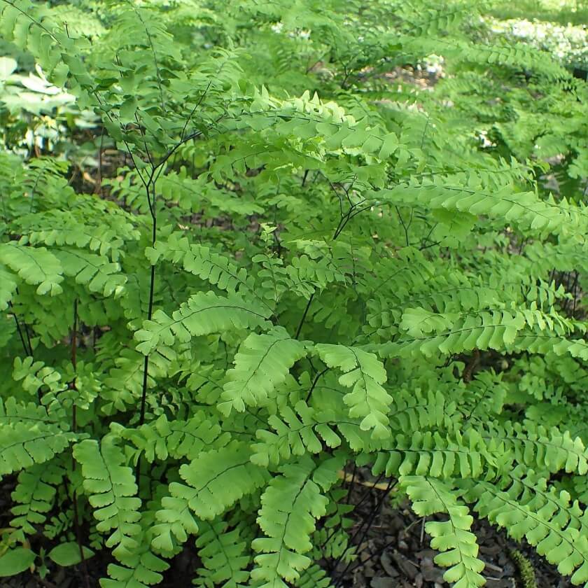 Frauenhaarfarn / Adiantum pedatum