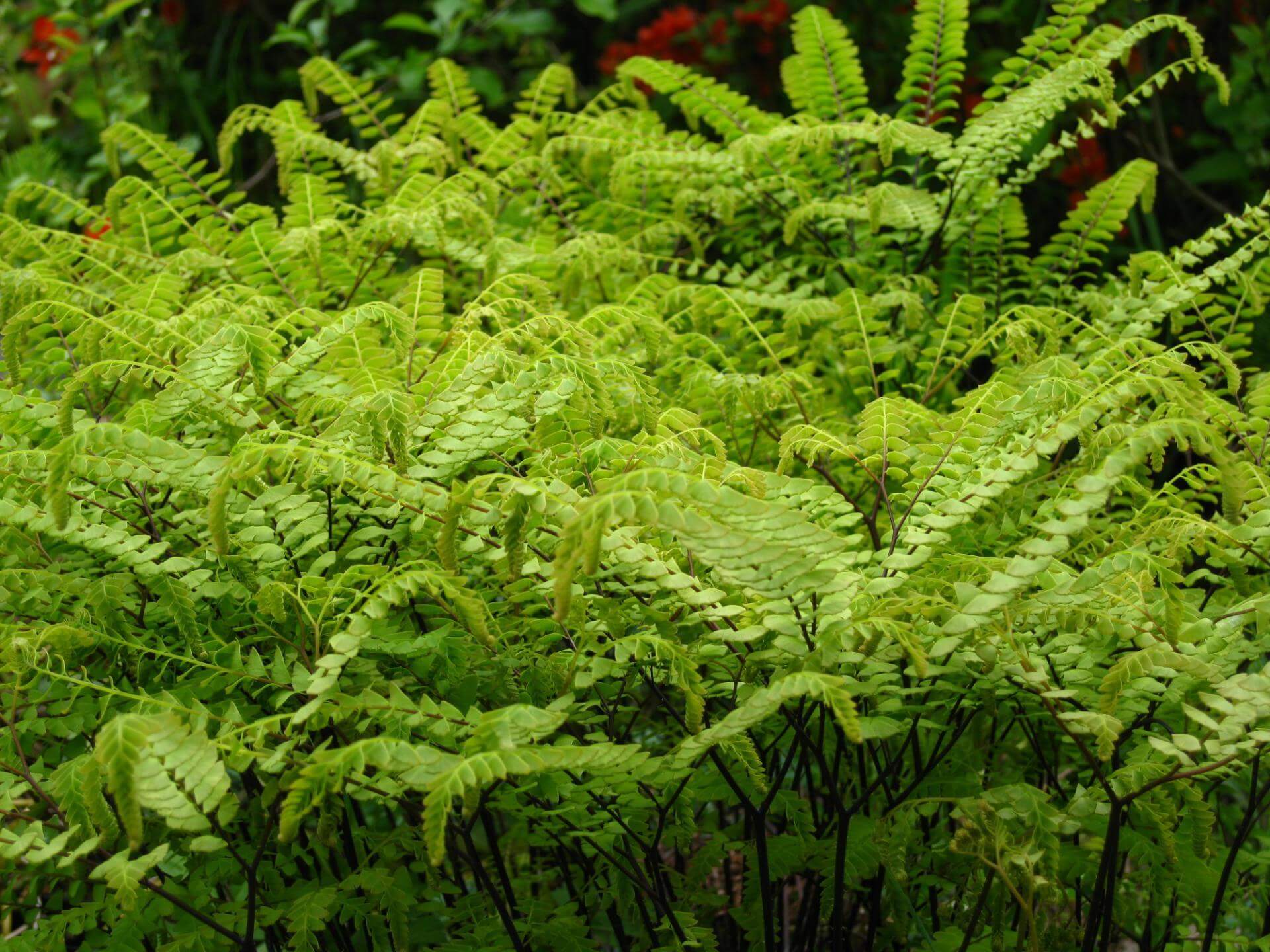 Frauenhaarfarn / Adiantum pedatum