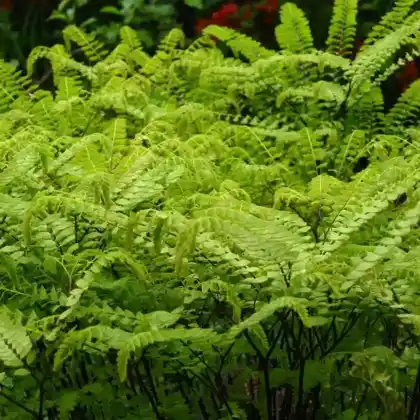 Foto von Frauenhaarfarn (Adiantum pedatum)