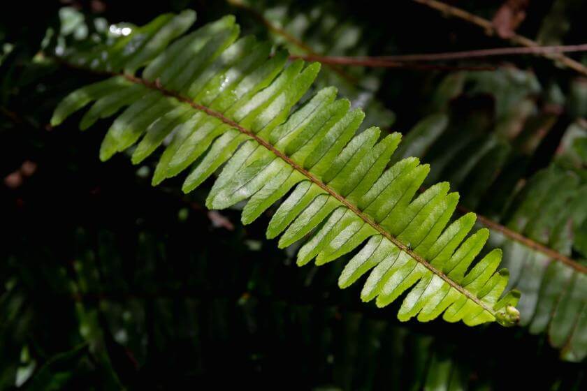 Frauenhaarfarn / Adiantum pedatum
