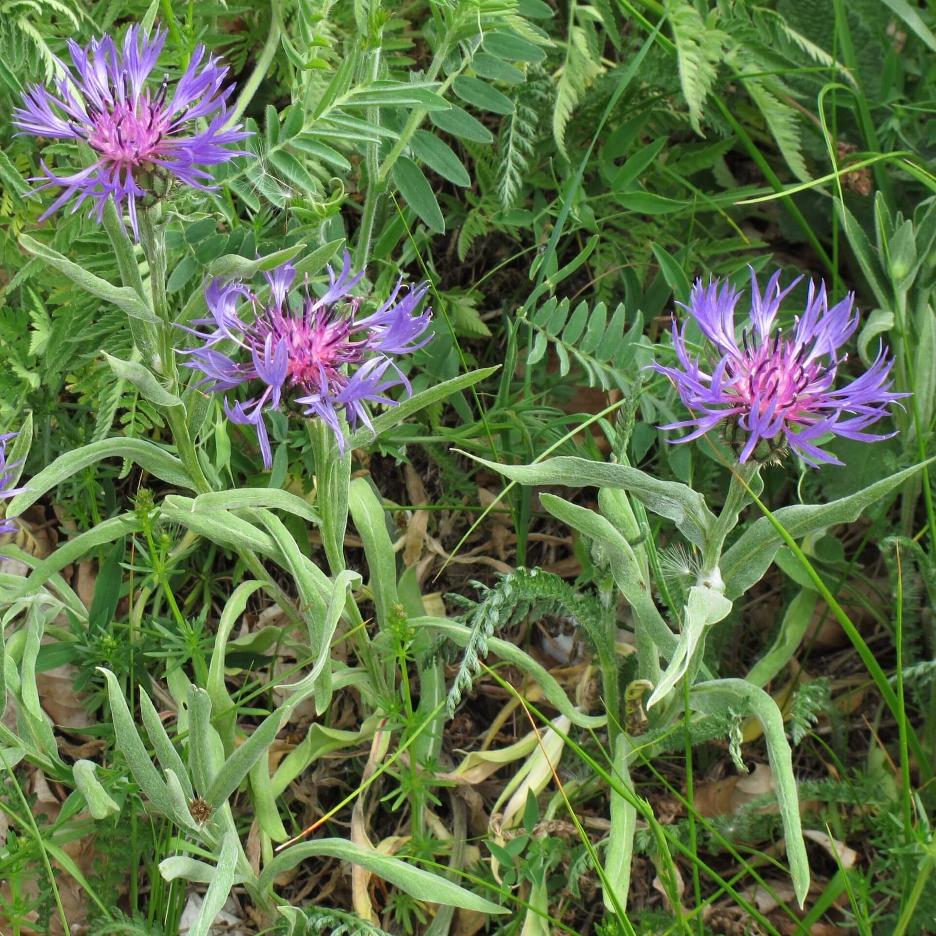 Filz-Flockenblume (Centaurea triumfettii)