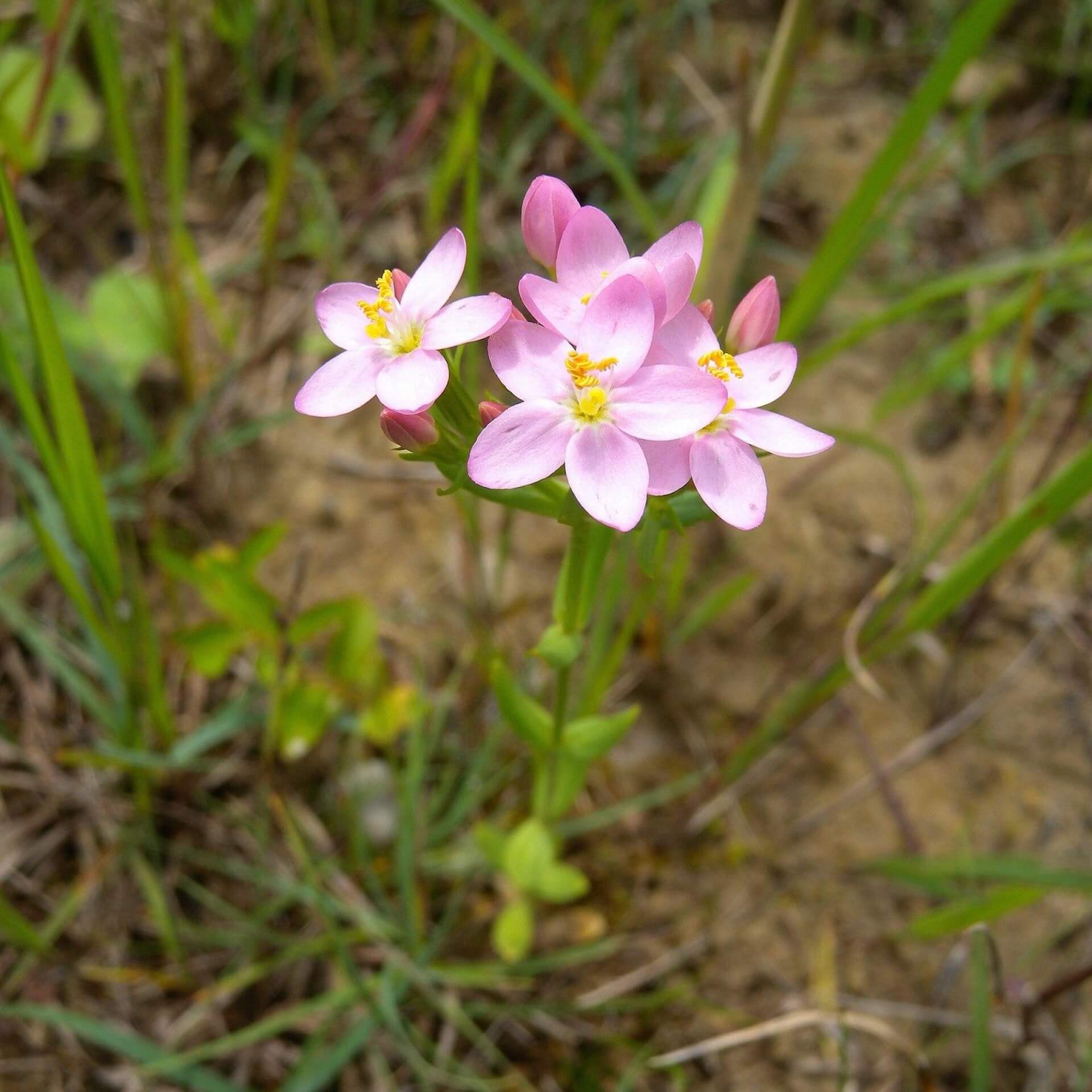 Echtes Tausendgüldenkraut (Centaurium erythraea)