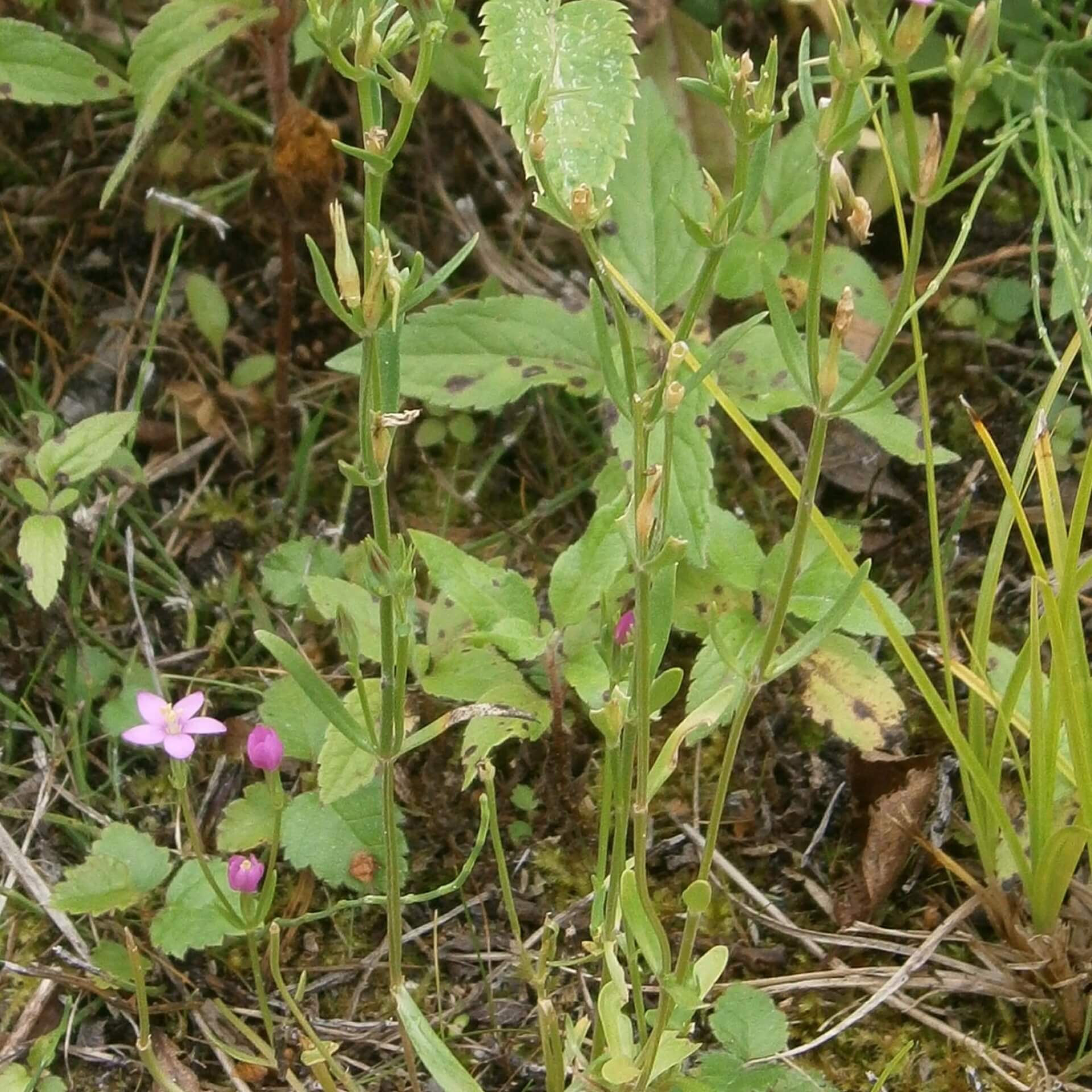 Strand-Tausendgüldenkraut (Centaurum littorale)