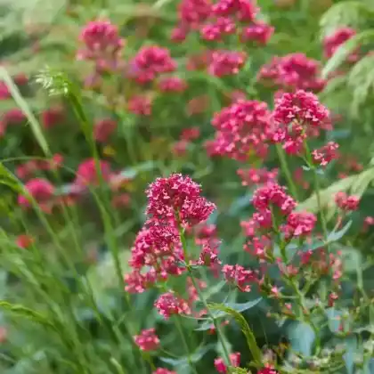 Foto von Rote Spornblume (Centranthus ruber)