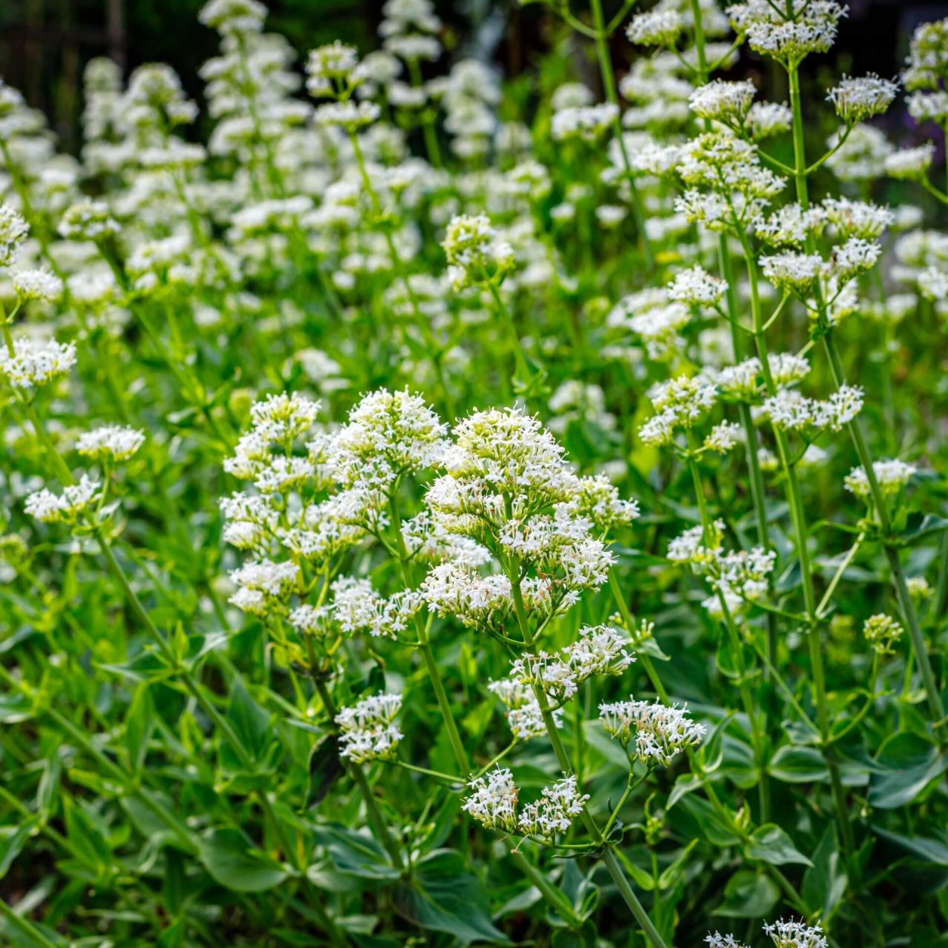 Weißblühende Spornblume 'Albus' (Centranthus ruber 'Albus')