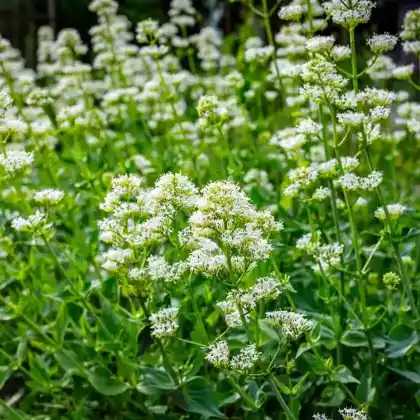 Foto von Weißblühende Spornblume 'Albus' (Centranthus ruber 'Albus')