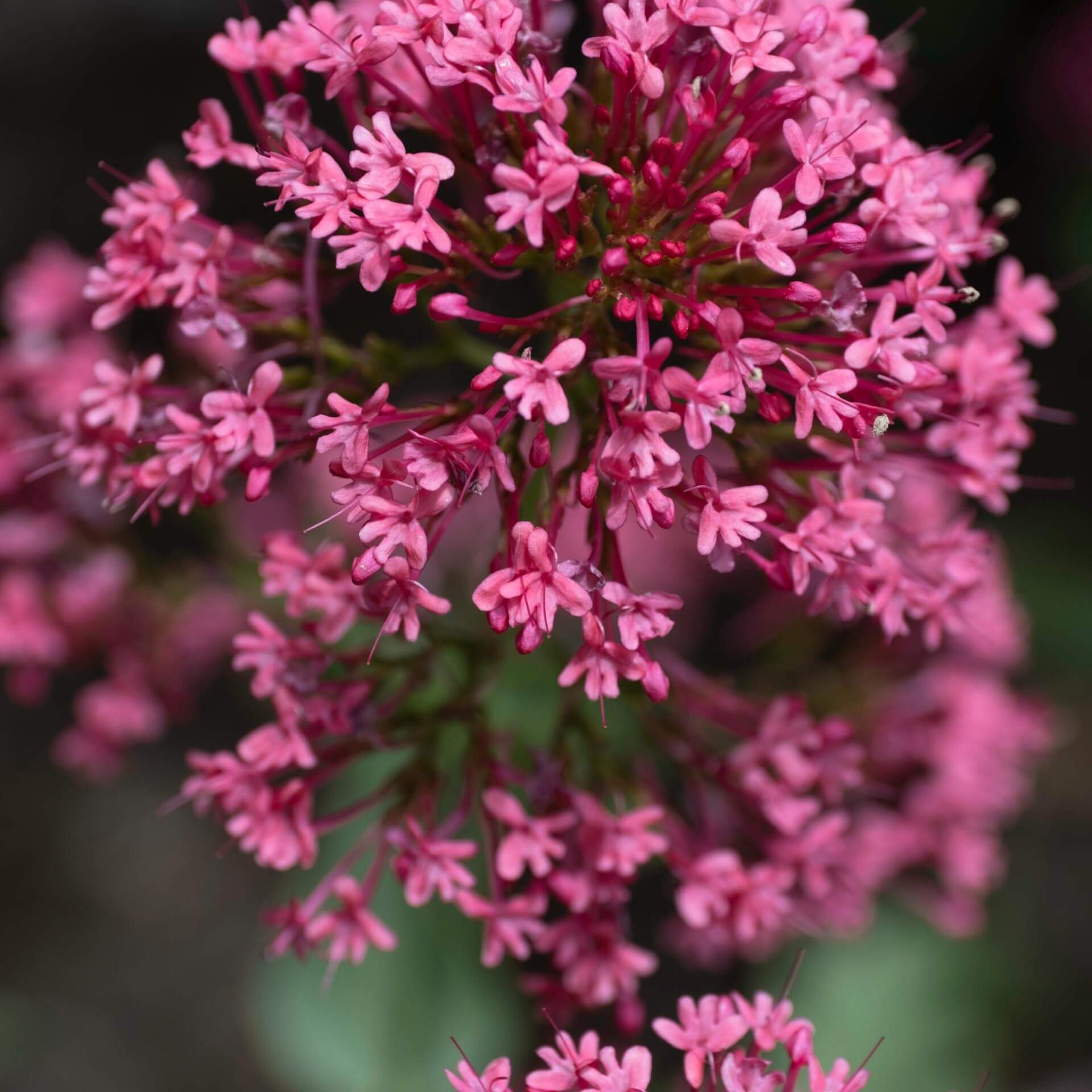 Rote Spornblume 'Coccineus' (Centranthus ruber 'Coccineus')