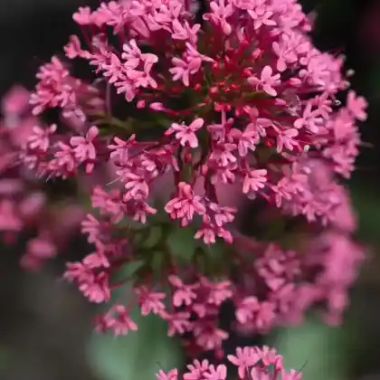 Foto von Rote Spornblume 'Coccineus' (Centranthus ruber 'Coccineus')