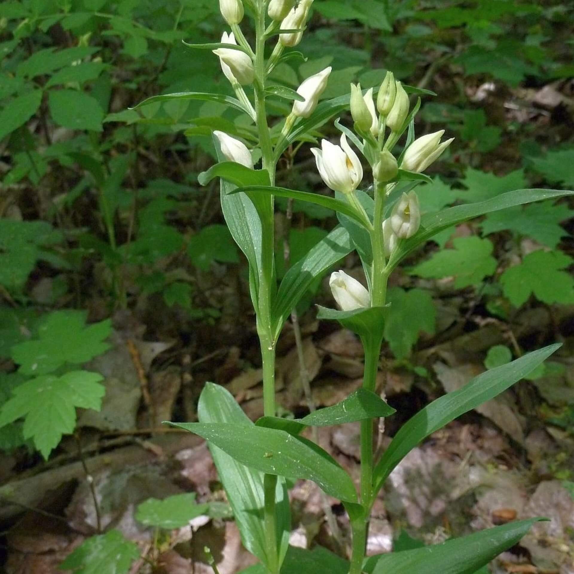 Bleiches Waldvöglein (Cephalanthera damasonium)