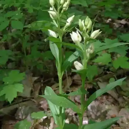 Foto von Bleiches Waldvöglein (Cephalanthera damasonium)