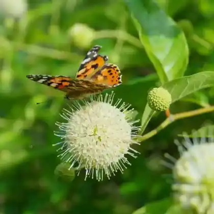 Foto von Knopfstrauch (Cephalanthus occidentalis)