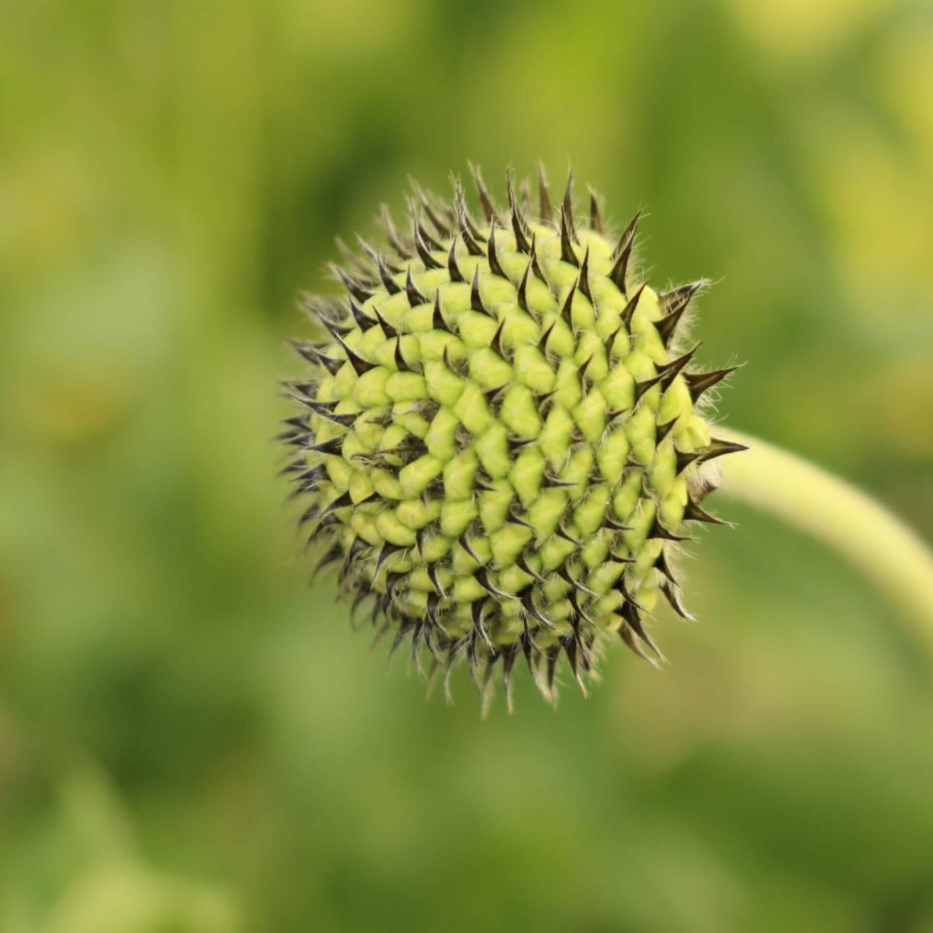 Alpen-Schuppenkopf (Cephalaria alpina)