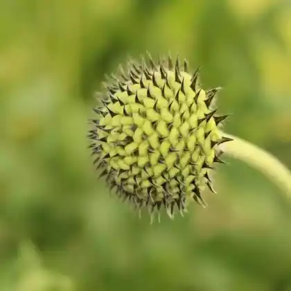 Foto von Alpen-Schuppenkopf (Cephalaria alpina)