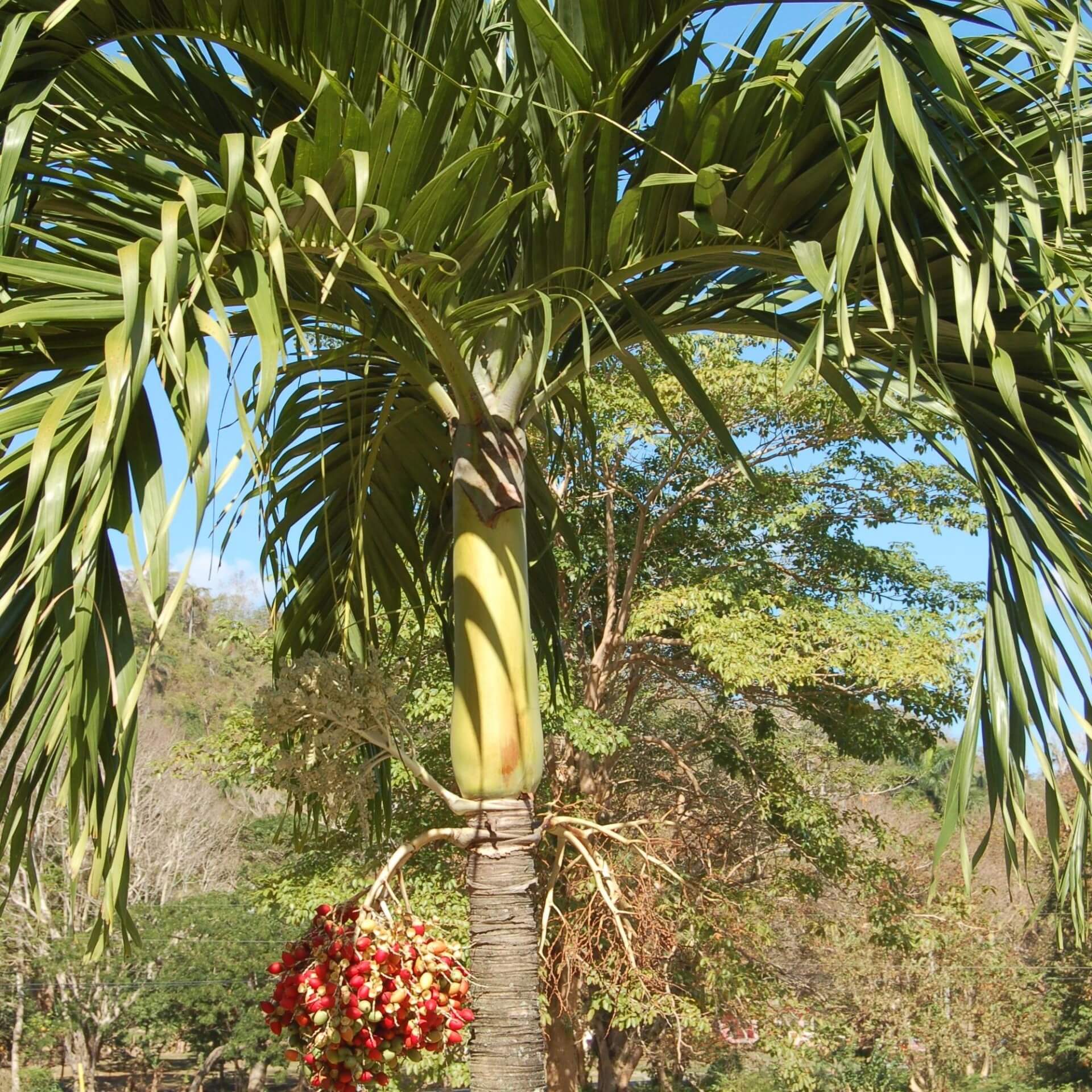 Manilapalme (Adonidia merrillii)