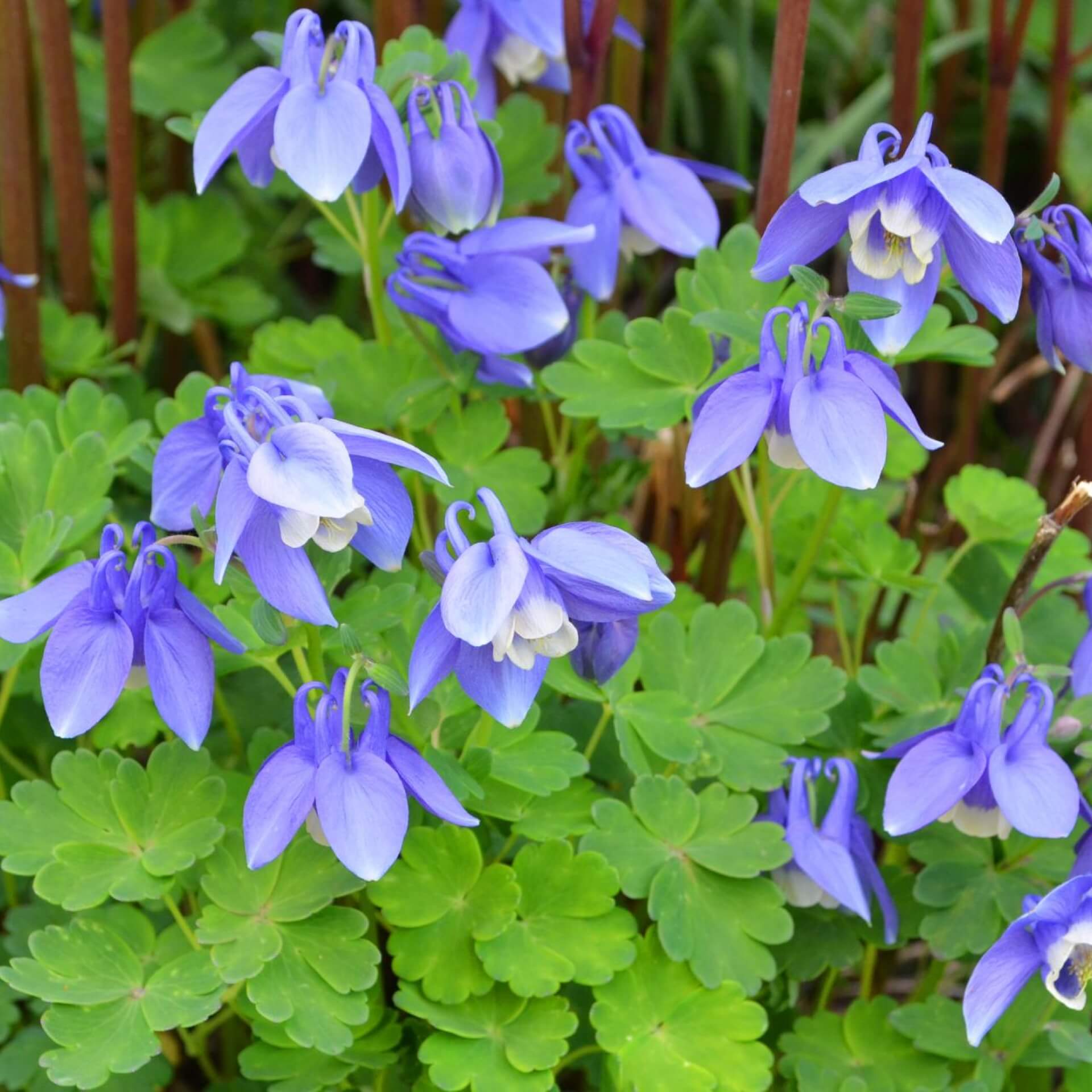 Zwerg-Akelei (Aquilegia flabellata)