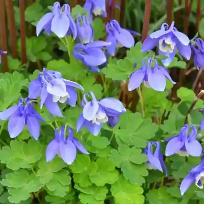 Foto von Zwerg-Akelei (Aquilegia flabellata)