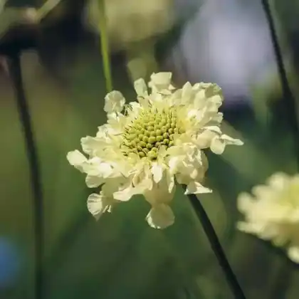 Foto von Riesen-Schuppenkopf (Cephalaria gigantea)
