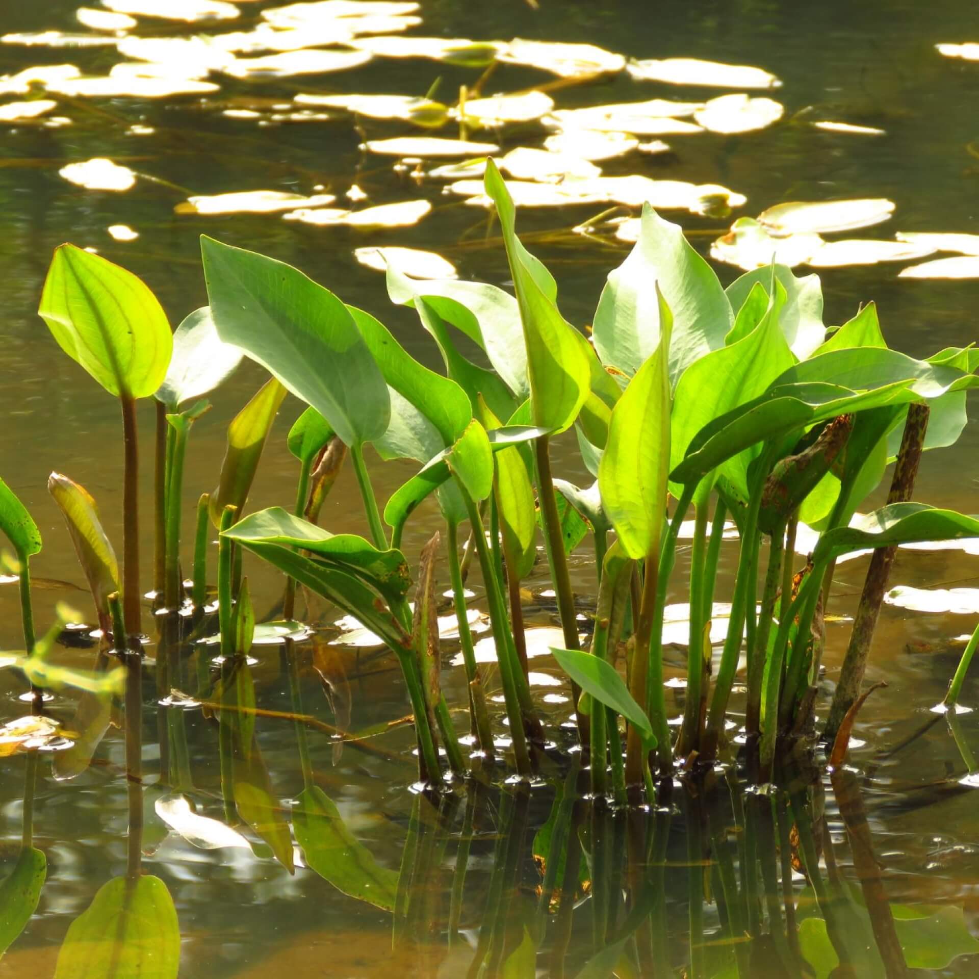 Igelschlauch (Baldellia ranunculoides)