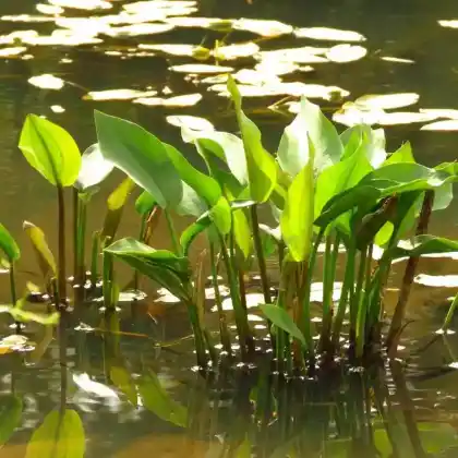 Foto von Igelschlauch (Baldellia ranunculoides)