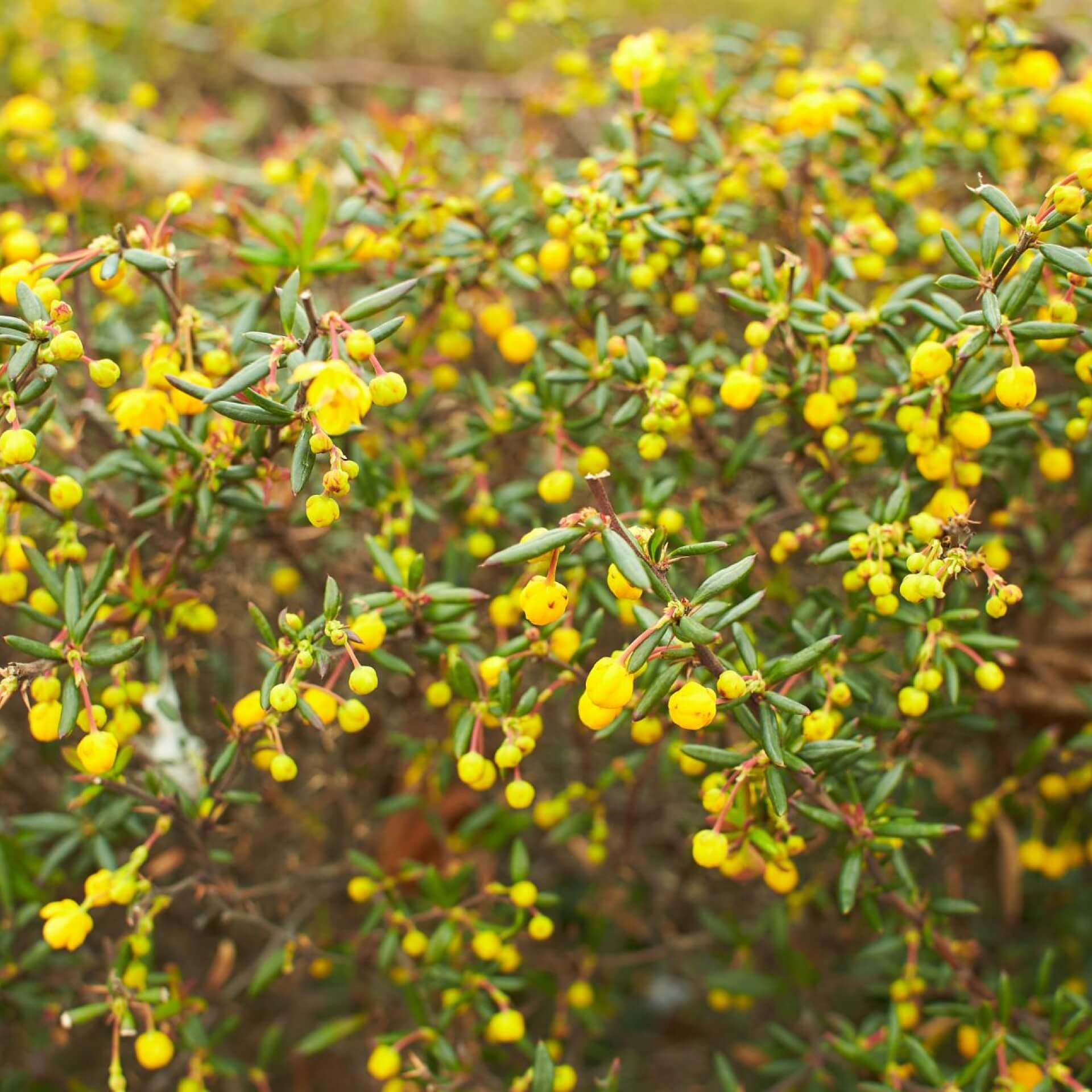 Frikarts Berberitze (Berberis frikartii)