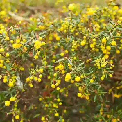 Foto von Frikarts Berberitze (Berberis frikartii)