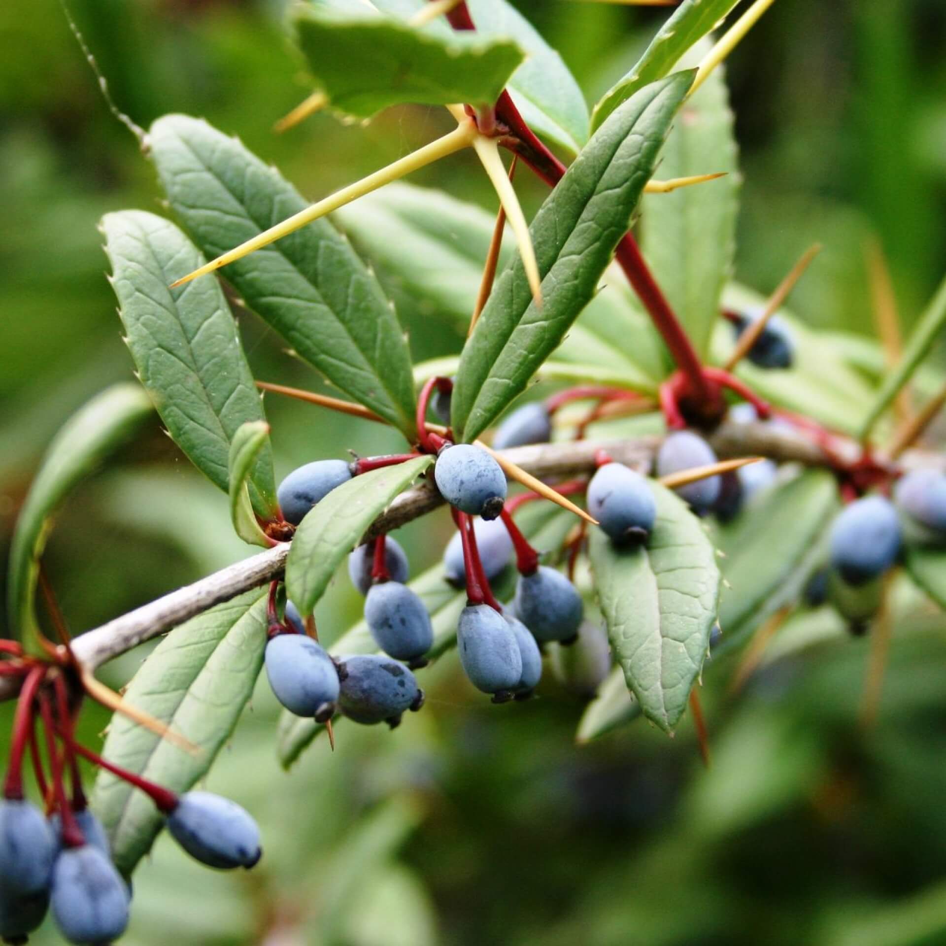 Lanzenberberitze (Berberis gagnepainii)