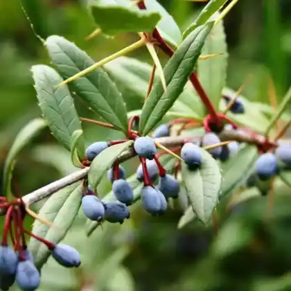 Foto von Lanzenberberitze (Berberis gagnepainii)