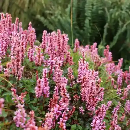 Foto von Schneckenknöterich (Bistorta affinis)