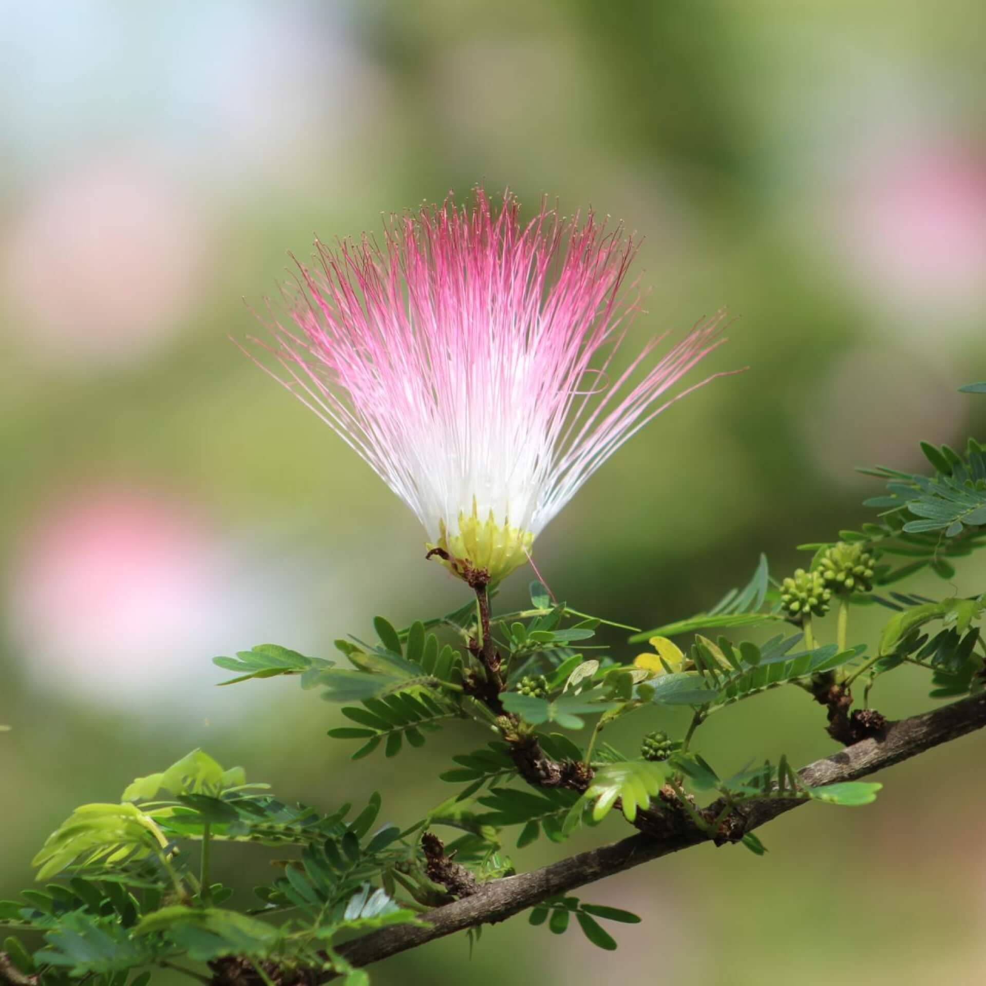 Rosa Puderquastenstrauch (Calliandra surinamensis)