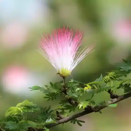 Foto von Rosa Puderquastenstrauch (Calliandra surinamensis)