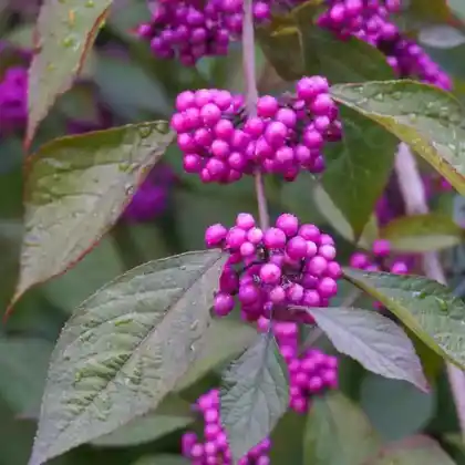 Foto von Japanische Schönfrucht (Callicarpa japonica)