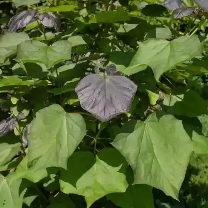 Foto von Trompetenbaum 'Purpurea' (Catalpa erubescens 'Purpurea')