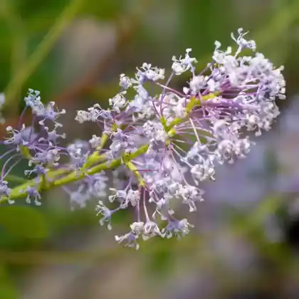 Foto von Französische Hybrid-Säckelblume (Ceanothus delilianus)