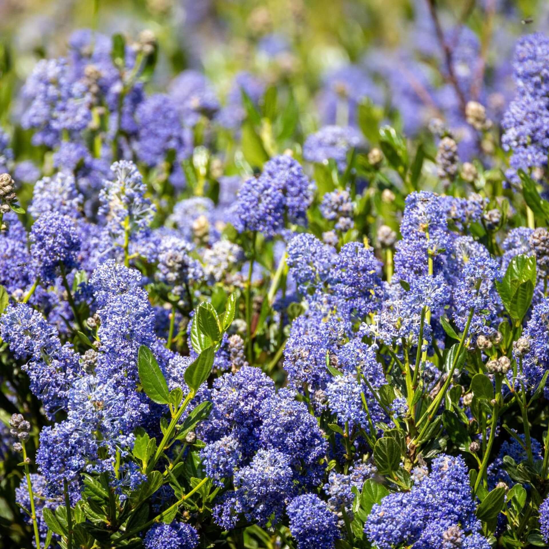 Sankt-Barbaras-Säckelblume (Ceanothus impressus)